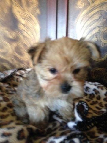 Southern star yorkies offers beautiful, quality champion line traditional, biewer and biro yorkshire terrier puppies. Parti Yorkie Puppies For Sale!! for Sale in Springfield ...