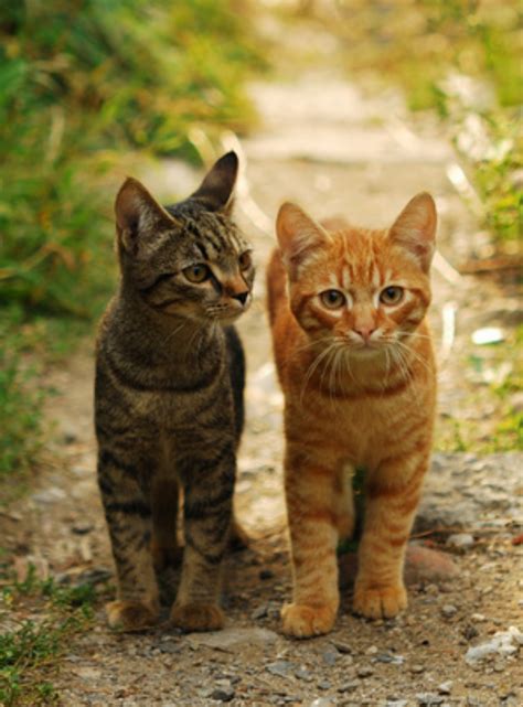 Tabby Cat Breed Information Images Characteristics Health
