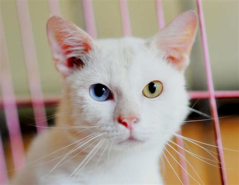 7 Beautiful Cat Eye Colors And How Rare They Are Lovetoknow Pets
