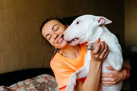 O Bull Terrier é Uma Raça Perigosa Descubra Aqui