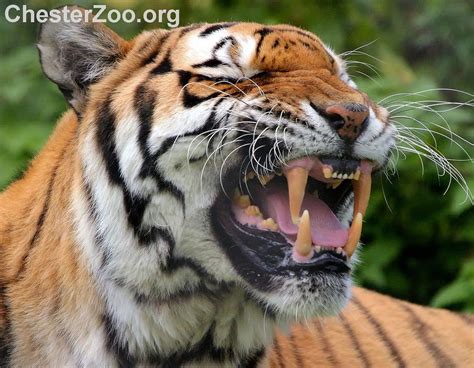 Tiger Teeth 2 Tiger Showing What He Could Do Chester Zoo Flickr