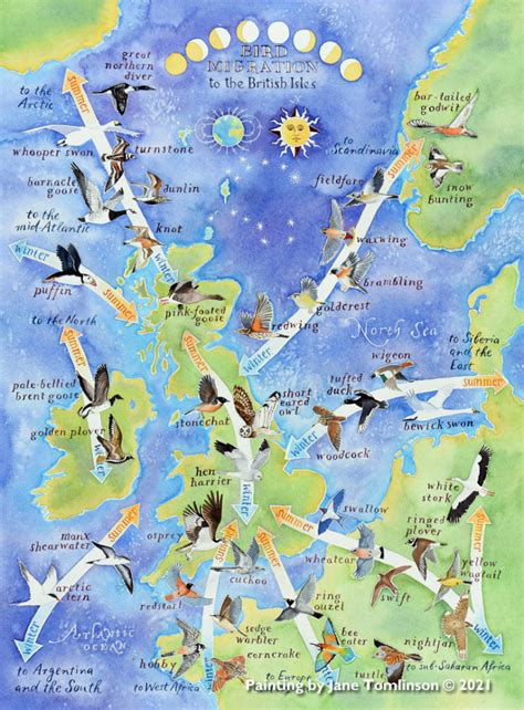 Bird Migration Map A Hand Painted Map By Jane Tomlinson