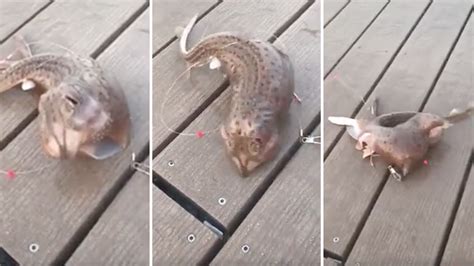 Fisherman Baffled By Mystery Creature Caught On Fishing Line