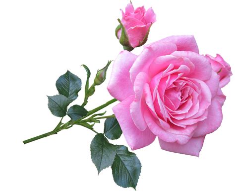 Pink Rose Stem · Free Photo On Pixabay