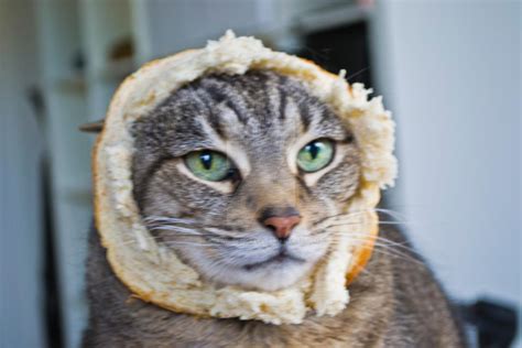 Cat Breading 4 By Ncfwhitetigress On Deviantart