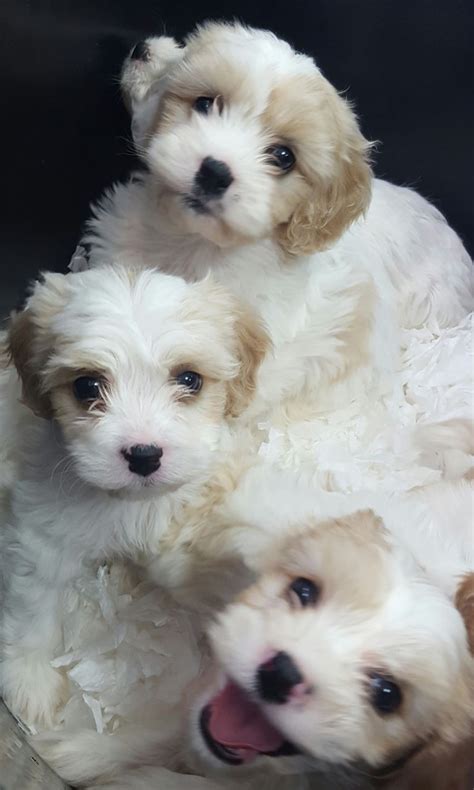 Cavachon Puppies For Sale Atlanta Ga 200375 Petzlover