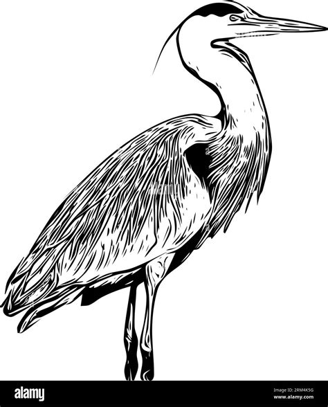 Realistic Sketch Of A Great Blue Heron Stock Vector Image And Art Alamy