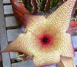 Pictures of Star Cactus Flower