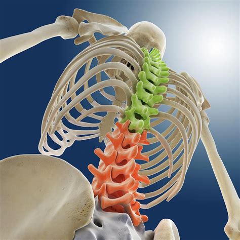 Bones Of The Upper Body Photograph By Springer Medizinscience Photo