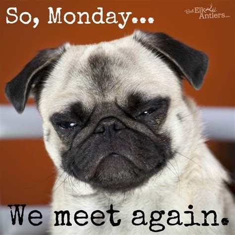 We Meet Again Monday Dog Funny Funny Animals Pinterest
