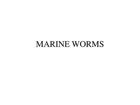 Ppt Marine Worms Powerpoint Presentation Free Download Id2989431