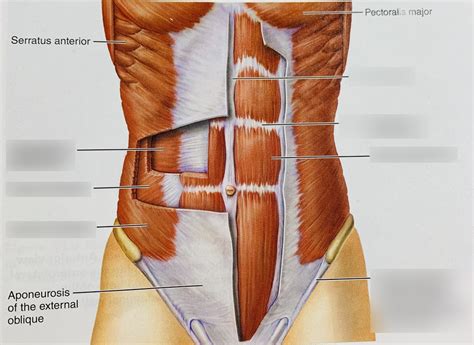 Lab 4 Transversus Abdominis Internal Oblique External Oblique