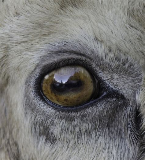 Peter Galleghan Photography Big Horn Sheep Brown Eye Eyes Looking