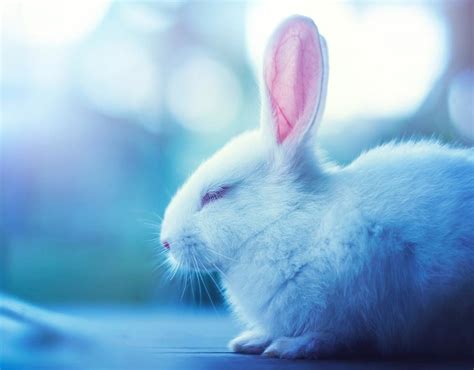 Blue Bunny Wallpapers Wallpaper Cave