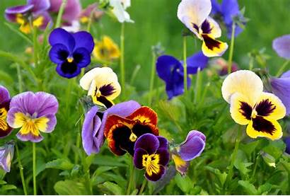 Flowers Pansy Wallpapers Spring Pansies Nature Flower