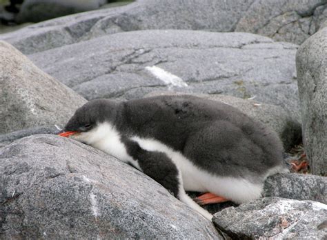 Ich bin so müde.......... Foto & Bild | world, ice, pinguin Bilder auf