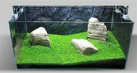 Bursa udang hias dan tanaman aquascape. Jual Bibit Benih Tanaman Air Carpet Seed Aquascape ...