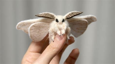 21 Most Incredible Moth Species Youtube