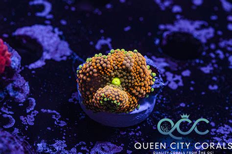 Orange Ricordea Mushroom Wysiwyg Queen City Corals