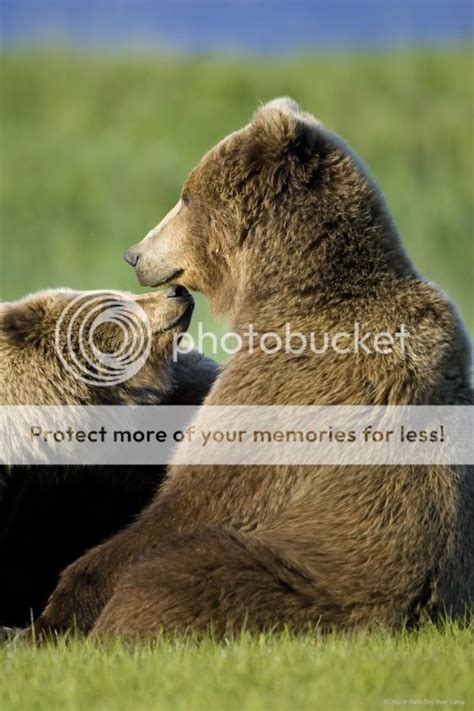 Bears At Hallo Bay Bears Tenderness ©rchou
