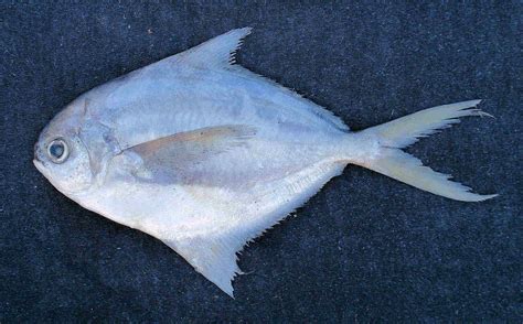 Gulf Butterfish Mexico Fish Marine Life Birds And Terrestrial Life