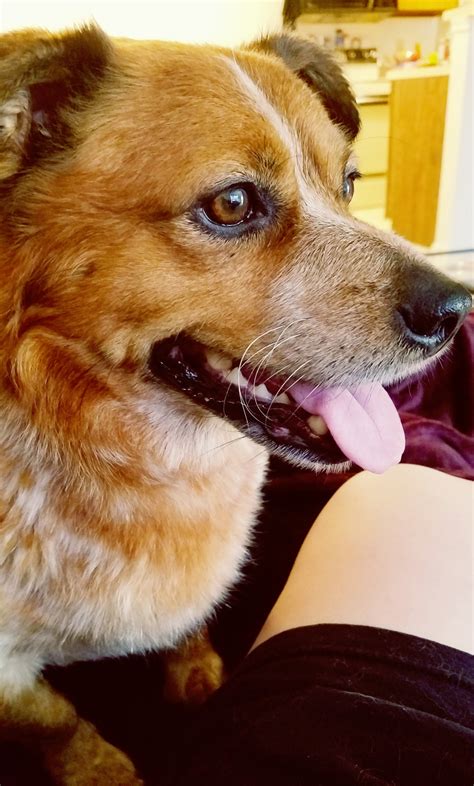 They can be stubborn and independent, but are highly obedient and attentive if properly exercised and socialized. handsomedogs — This is my dog Colby, a corgi/red heeler mix. He's...