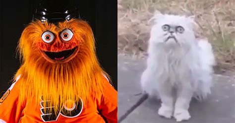 This Freaky Cat Looks Like Gritty And Its Way Too Disturbing