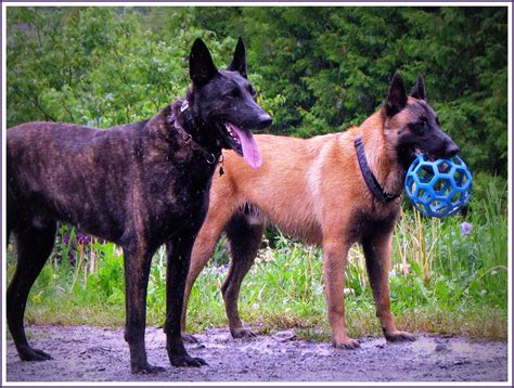Check spelling or type a new query. Dutch Shepherd and Belgian Malinois - a photo on Flickriver