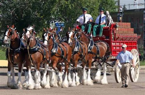 The World Famous Budweiser Clydesdales Coming To Jacksonville