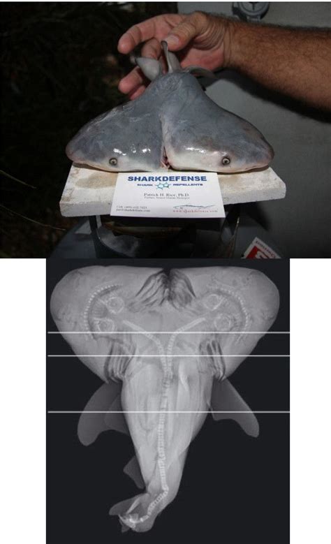 Two Headed Bull Shark Fetus Discovered By Florida Fisherman Bull