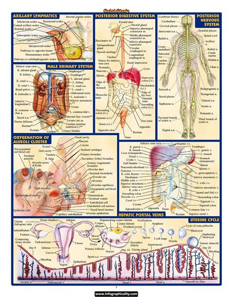 Human Anatomy Human Anatomy Human Anatomy And Physiology Medical