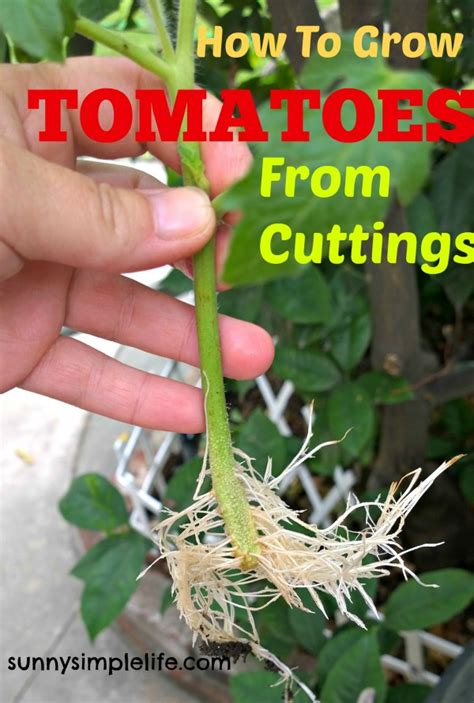 Sunny Simple Life How To Grow Tomato Plants From Cuttings