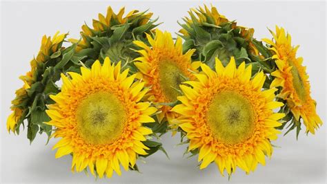 3d Model Sunflower Yellow Vr Ar Low Poly Cgtrader