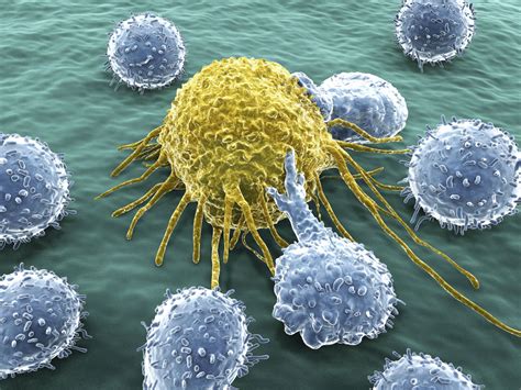 The Role Of T Cells In Cancer