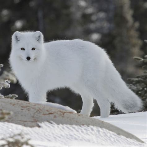 Arctic Fox Tundra Animals