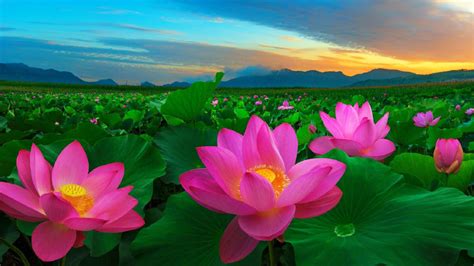 Flower Pictures Pink Flowers And Green Leaves Traditional