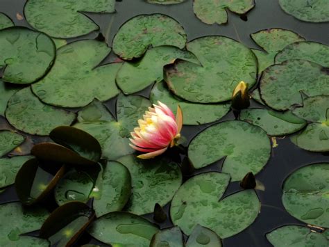 Water Lily Pads Free Stock Photo Public Domain Pictures
