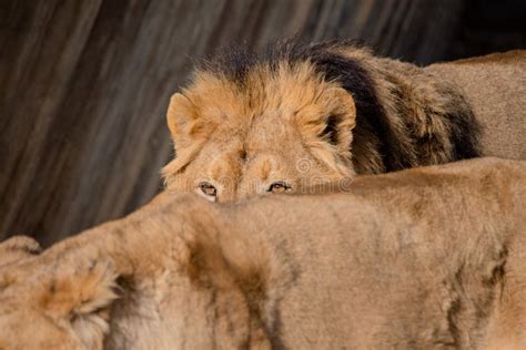 Detail Of The Eyes Of A Male Asian Lion Behind A Lioness Panthera Leo
