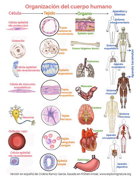 Organizaci N Del Cuerpo Humano Tejidos Del Cuerpo Humano Sistemas Del Cuerpo Humano Cuerpo