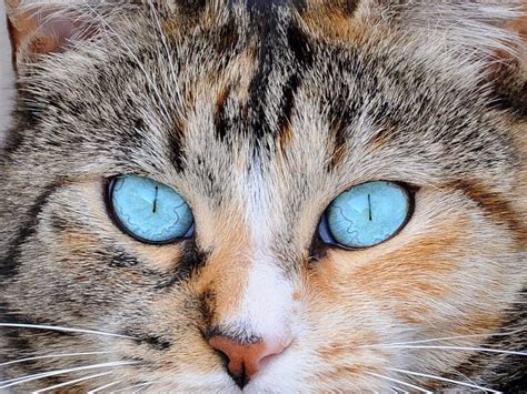 Why Cats Have Vertical Eye Pupils Business Insider