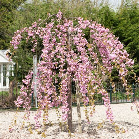 Prunus Cheals Weeping Cherry 18m 16 Pot Hello Hello