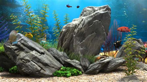 Download Colorful Tropical Fish Delightfully Swim In A 3d Fish Tank