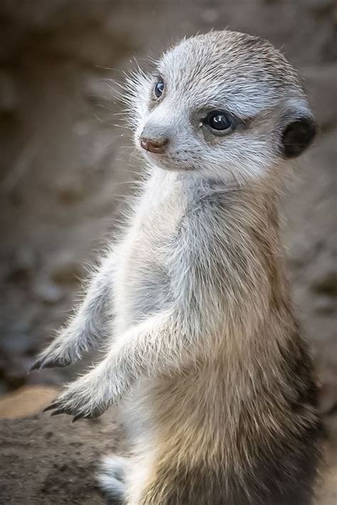 17 Best Images About Meerkats On Pinterest Advent Calendar Toys And