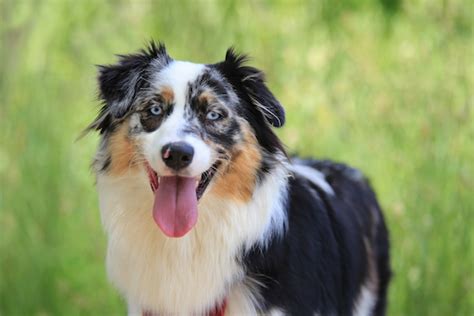 Uncovering The Intelligence Of The Australian Shepherd Exploring The