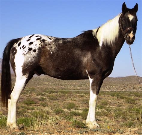 51 Best Pintaloosa Images On Pinterest Appaloosa Horses Beautiful