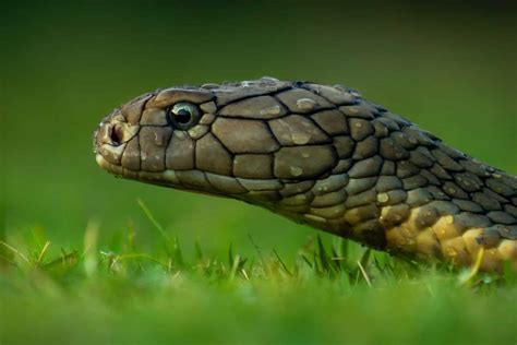 11 Most Venomous Snakes In Australia