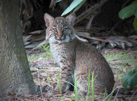 Wild Cats In Florida Pictures Cats Ghy