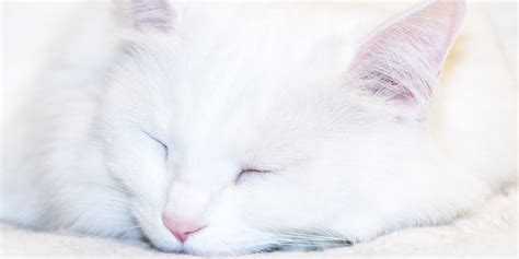 Inherited Deafness In White Cats International Cat Care