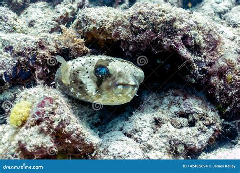 Blowfish Or Puffer Fish In Coral Reef Borneo Stock Photo Image Of