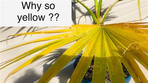 Why Are Your Palm Leaves Turning Yellow Youtube